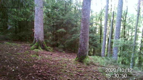 écureuil européen — Bild 2