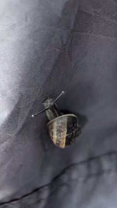 Escargot romain tacheté – Oberursel (Taunus)