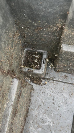 Fourmis – Oberursel (Taunus)