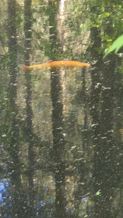 Poisson rouge – Gersfeld (Rhön), Hesse