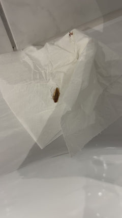 Blatte germanique