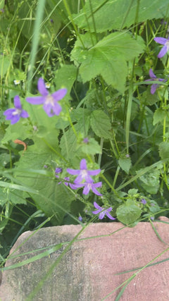 Jacinthe des bois épandue