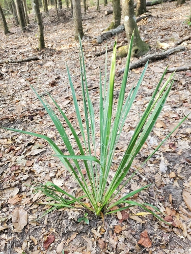 Lys de palmier filandreux — Bild 2