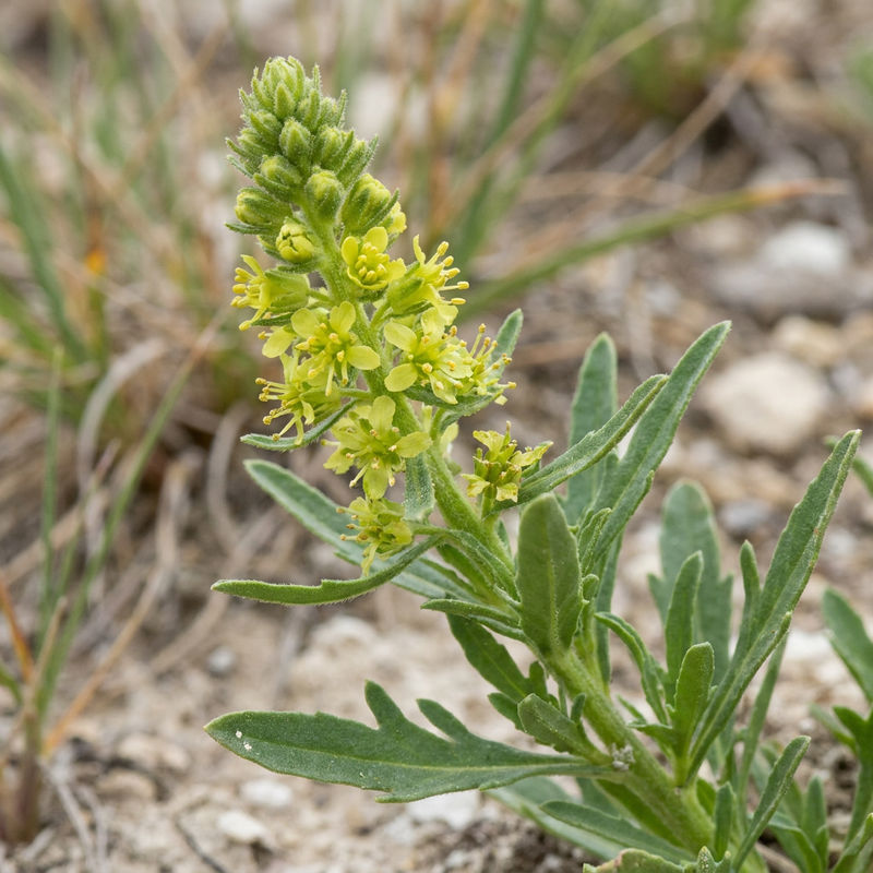 Mignonette teinturière