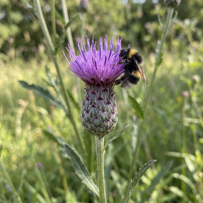 Blüte von Färber-Scharte (Serratula tinctoria) in Nahaufnahme (KI-generiert)