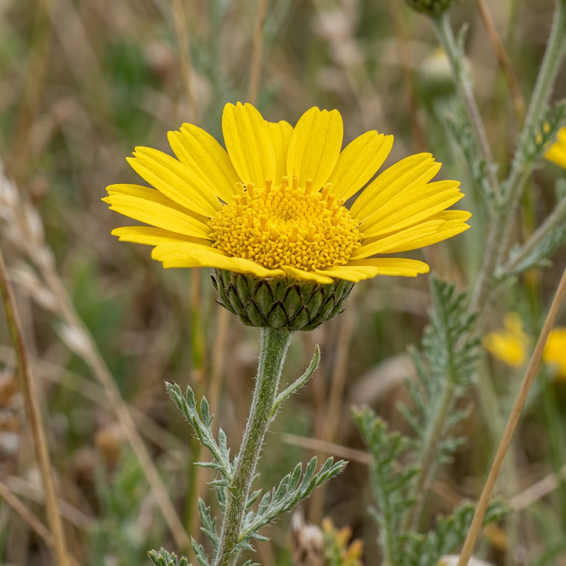 Camomille