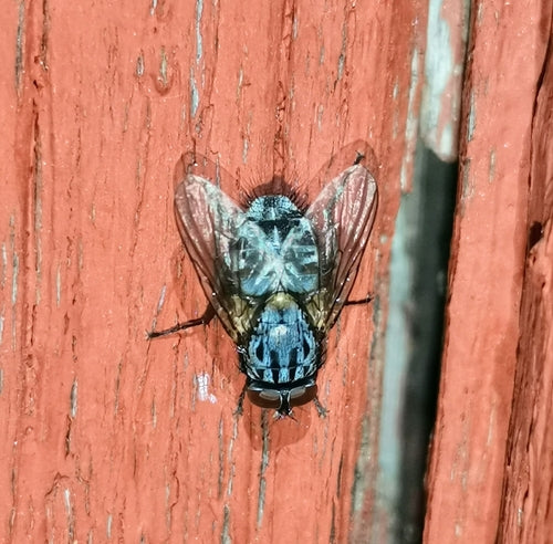 Fausse mouche stable — photo 4 sur 20