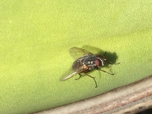 Fausse mouche stable — Bild 5