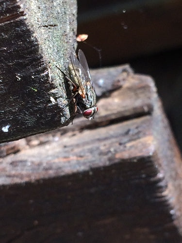 Fausse mouche stable — Bild 4