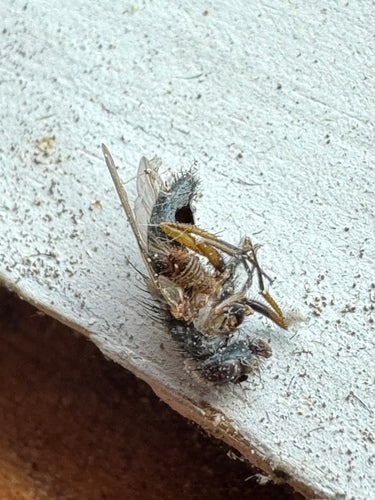 Fausse mouche stable — photo 1 sur 20