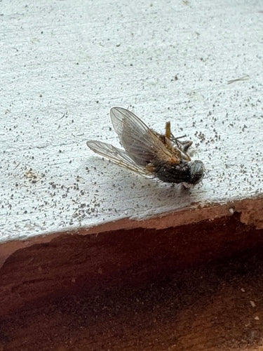 Fausse mouche stable — photo 2 sur 20