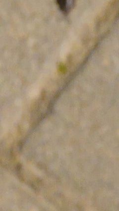 Profil isopode mural