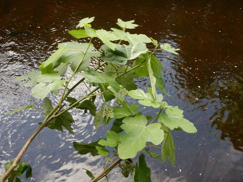 Figues — Bild 4