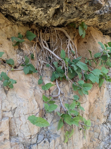 Figues — Bild 5