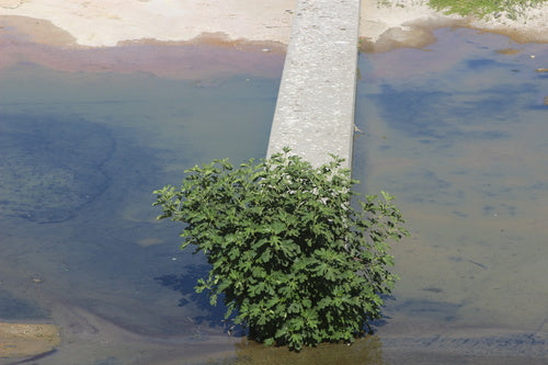 Figuier — Bild 3