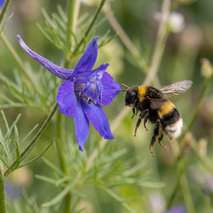 Blüte von Feld-Rittersporn (Consolida regalis) in Nahaufnahme (KI-generiert)