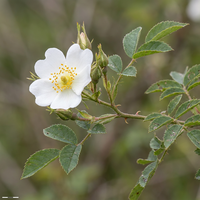 Rose des champs