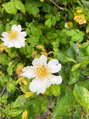 Rose des champs — photo 5 sur 9