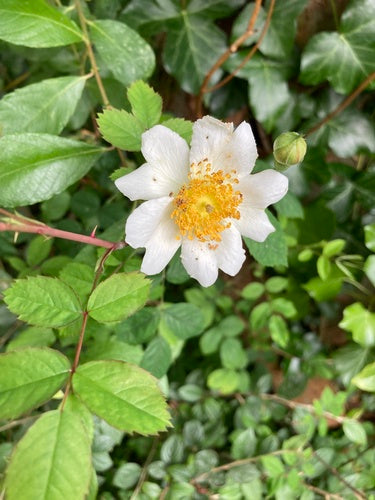 Rose des champs — photo 2 sur 9