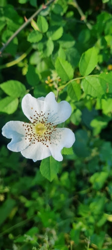 Rose des champs — photo 4 sur 9
