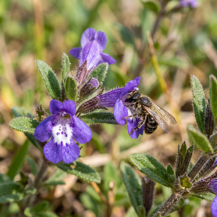 Blüte von Feld-Steinquendel (Acinos arvensis) in Nahaufnahme (KI-generiert)