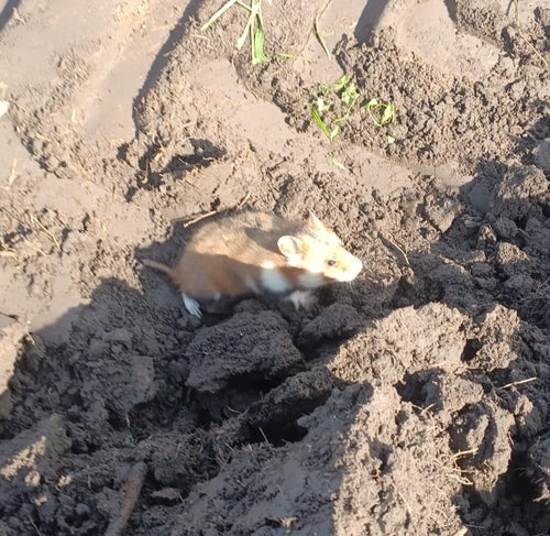 hamster européen — Bild 2