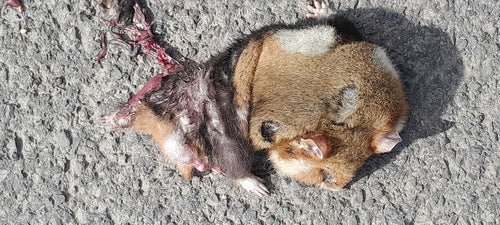 hamster européen — Bild 5
