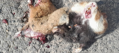 hamster européen — Bild 4