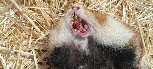 hamster européen — Bild 3