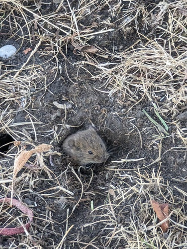 Souris des champs — Bild 5