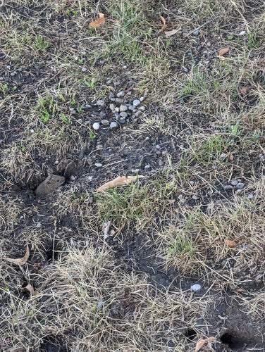 Souris des champs — Bild 3