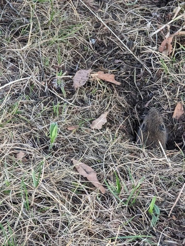 Souris des champs — Bild 4