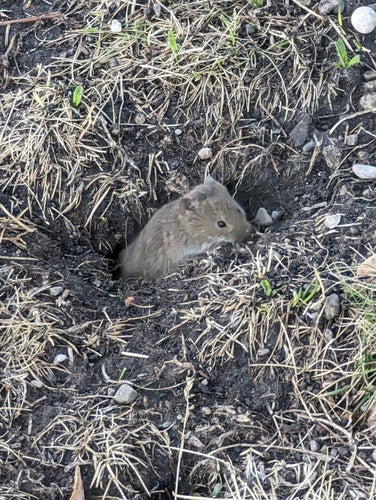 Souris des champs — Bild 2