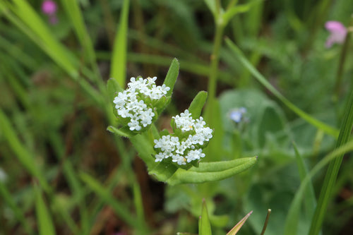 mâche — Bild 2