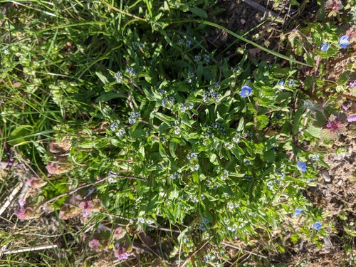 mâche — Bild 5