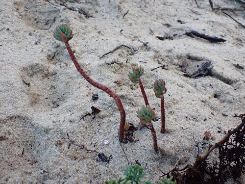 Sédum de roche — Bild 5