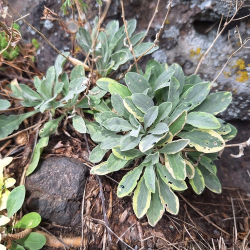 Roche d'alyssum — Bild 3
