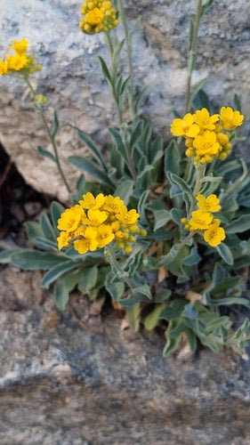 Roche d'alyssum — photo 2 sur 9