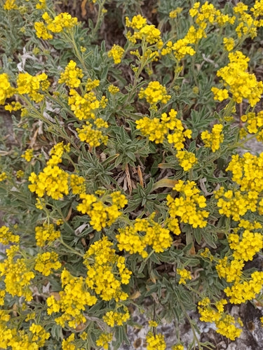 Roche d'alyssum — Bild 4