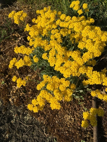 Roche d'alyssum — Bild 5