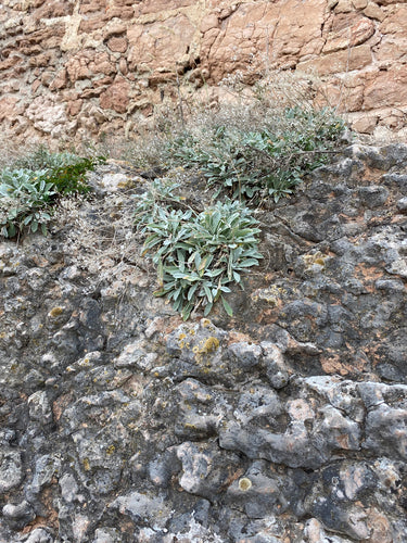 Roche d'alyssum — Bild 2