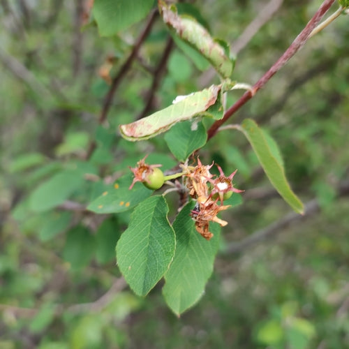 Poire de roche — Bild 2