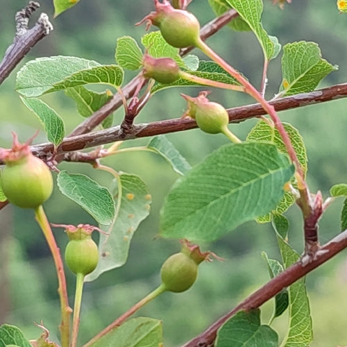 Poire de roche — Bild 3