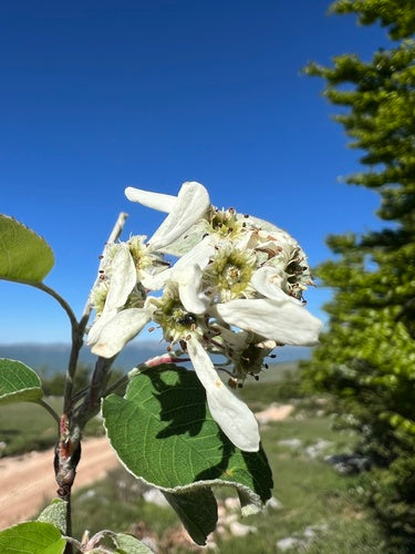 Poire de roche — Bild 5