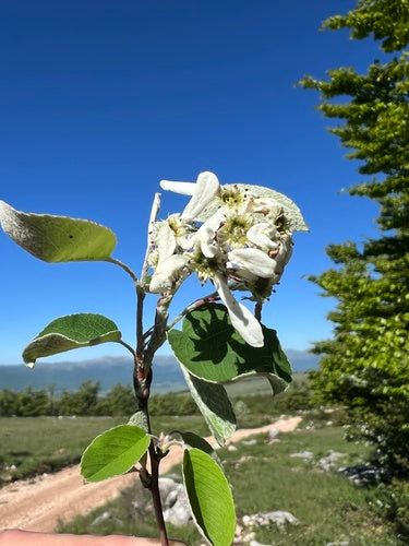 Poire de roche — Bild 4