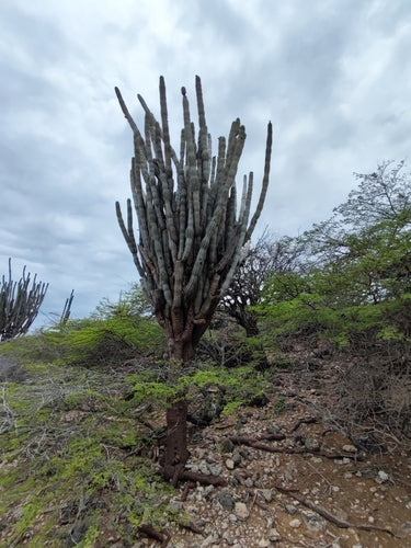 cactus rocheux — Bild 3