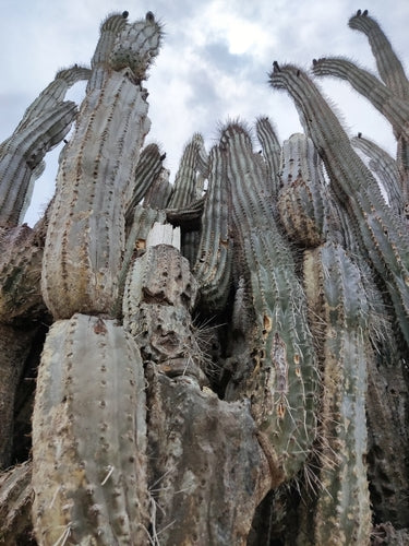 cactus rocheux — Bild 2