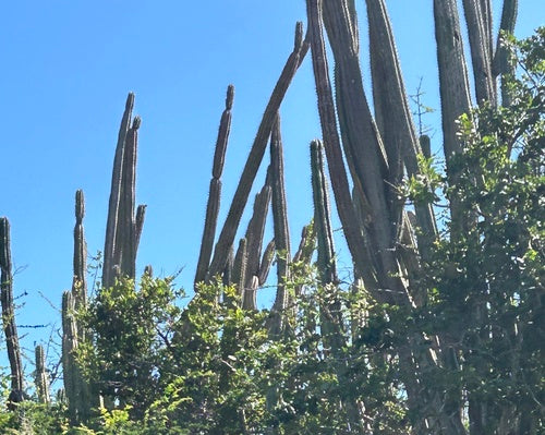 cactus rocheux — Bild 5