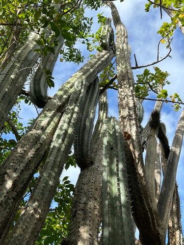 cactus rocheux — Bild 4