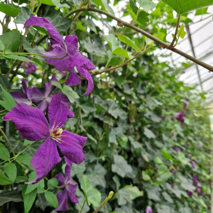 Haie prête à poser : lierre et clématite – détail et au jardin